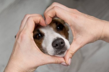 Jack Russell terrier köpek ağızlığı ve kalp şeklinde kadın elleri..