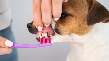 Beyaz arka planda köpeği Jack Russell teriyer dişlerini fırçalayan kadın..