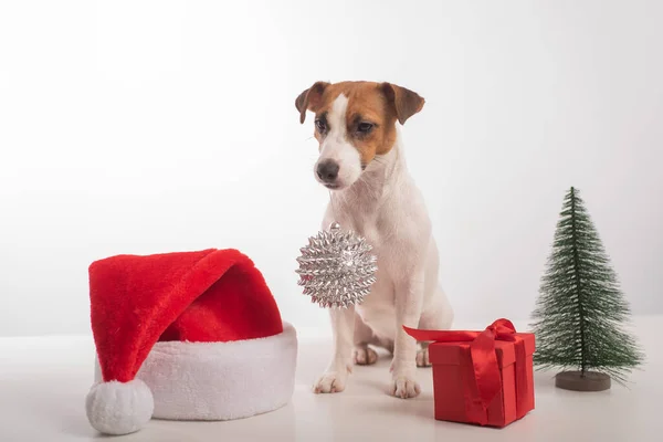 Розумний собака джек-тер'єр тримає різдвяну прикрасу в роті на білому тлі — стокове фото