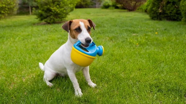 Perro Jack Russell Terrier se para en el césped y sostiene una regadera — Foto de Stock