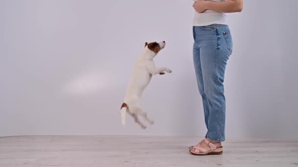 Dog jack russell terrier jumping on command on a white background in the studio. — Vídeo de Stock