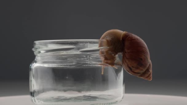 Gros plan d'un escargot rampant sur un bocal en verre vide sur fond blanc. L'utilisation des crustacés en cosmétologie. — Video