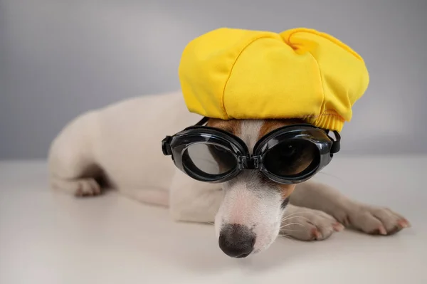 Portrait de Jack Russell terrier chien en lunettes de plongée et bonnet de piscine sur fond blanc. — Photo