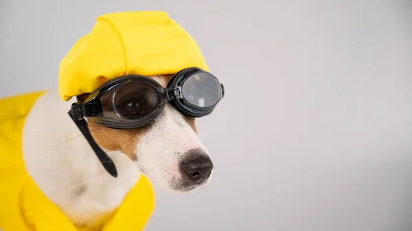 Retrato de Jack Russell cão terrier em colete salva-vidas com óculos de mergulho e tampa da piscina no fundo branco. — Fotografia de Stock