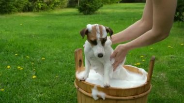 Kadın köpeği Jack Russell Terrier 'ı dışarıda tahta bir küvette yıkıyor. Ev sahibesi evcil hayvanın banyo yapmasına yardım eder..