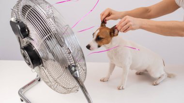 Jack Russell Terrier beyaz arka planda elektrikli vantilatörün serinletici esintisini seviyor. Kadın gülmek için köpek kulağı tutuyor.
