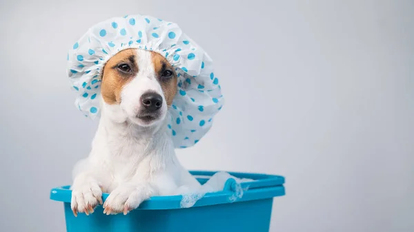 Engraçado amigável cão jack russell terrier toma um banho com espuma em uma touca de banho em um fundo branco. Espaço de cópia — Fotografia de Stock