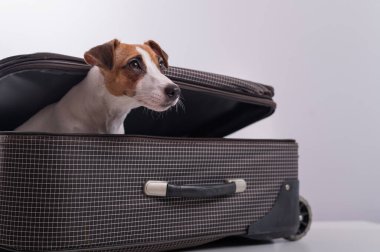 Köpek beyaz bir arka planda bir bavulun içinde saklanıyor. Jack Russell Terrier bavulundan dışarı bakıyor.