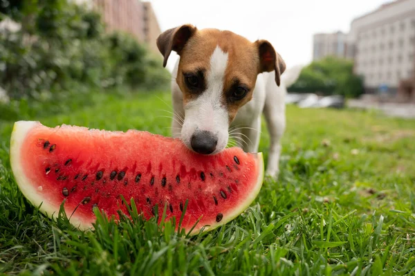 Jack russell terrier dog eating watermelon on the green lawn — Stock Photo, Image