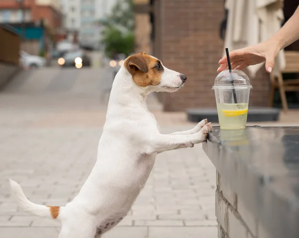 Jack Russell terrier dog con un bicchiere di limonata — Foto Stock