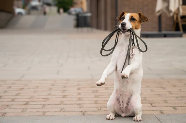 O solitário Jack Russell Terrier tem uma trela na boca. Cão perdido ao ar livre — Fotografia de Stock