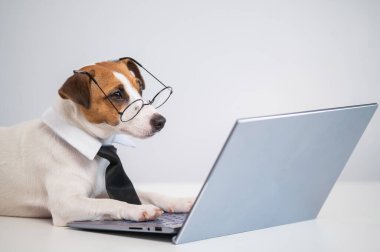 Kravatlı ve gözlüklü akıllı köpek Jack Russell Terrier beyaz arka planda dizüstü bilgisayarın başında oturuyor..