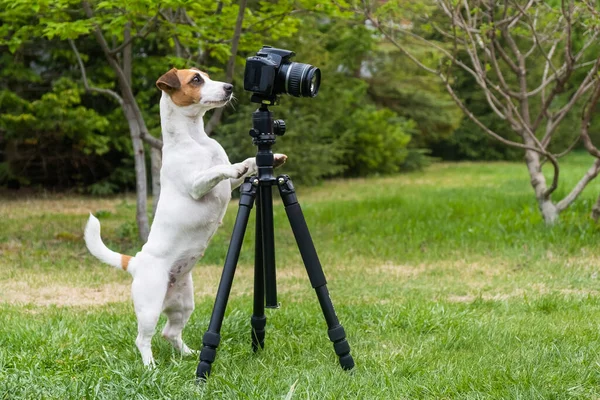 Cane jack russell terrier scatta foto sulla macchina fotografica su un treppiede all'aperto. — Foto Stock