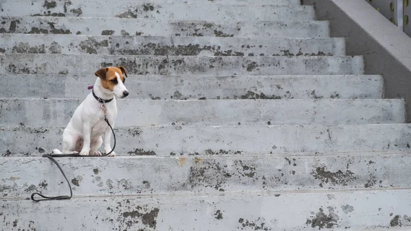 Sad frightened lost dog jack russell terrier sitting on the stairs alone outdoors