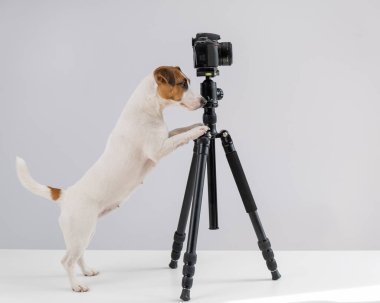 Gözlüklü köpek Jack Russell Terrier beyaz arka planda bir tripodun üzerinde fotoğraf çekiyor.