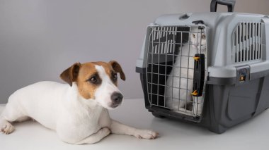Köpek Jack Russell Terrier hayvanın güvenli bir şekilde taşınması için beyaz tüylü bir kedinin yanında yatıyor. Hayvanlarla seyahat kavramı