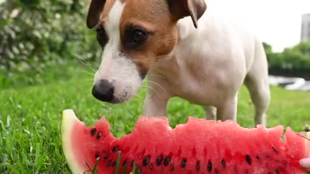 Jack Russell Terrier Hund frisst Wassermelone auf dem grünen Rasen — Stockvideo