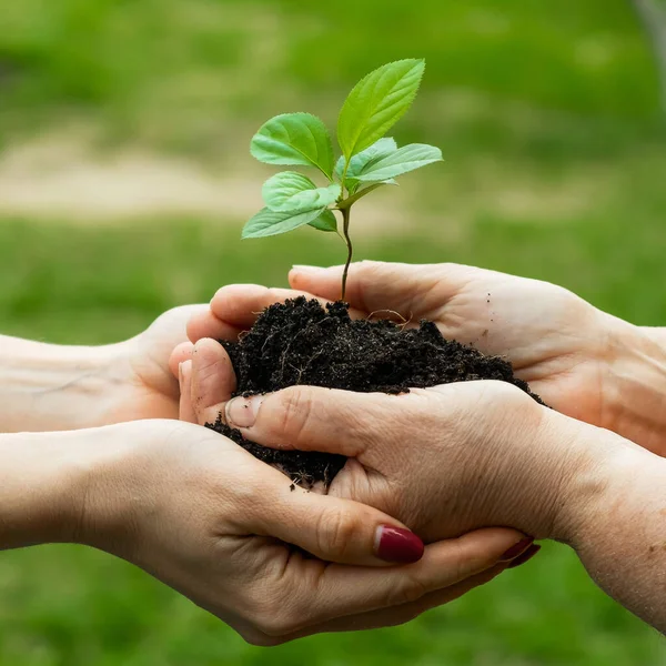 Close-up van een oudere vrouw die een appelboom aan haar dochter geeft. Twee vrouwen van verschillende generaties houden een plant vast. — Stockfoto