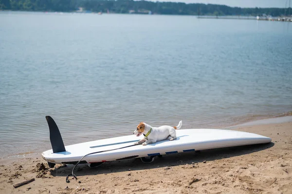 Jack Russell terrier posa su una pedana sulla spiaggia. Cane su tavola da surf — Foto Stock