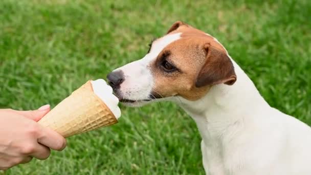 Kobieta karmienie Jack Russell terrier pies z lodami stożek na gorący letni dzień. — Wideo stockowe