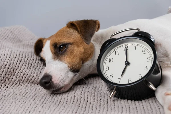 Dog jack russell terrier sleeps in an embrace with an alarm clock under a gray blanket. — Stock Photo, Image