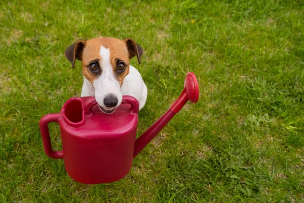 Cane Jack Russell Terrier si trova sul prato e tiene un annaffiatoio — Foto Stock