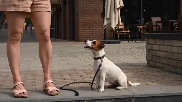 Dog jack Russell Terrier daje smycz właścicielowi na spacer na świeżym powietrzu. — Wideo stockowe