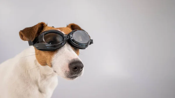 Retrato de cão jack russell terrier em óculos de mergulho em um fundo branco. — Fotografia de Stock