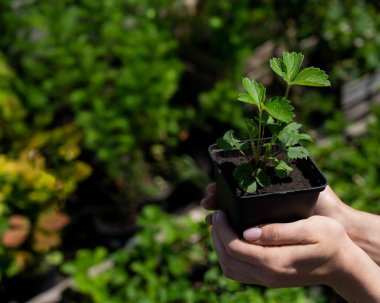 Kadın çiftçilikle meşgul ve elinde bir tencere çilek tutuyor. Bir bahçıvanın kadın ellerine yakın çekim