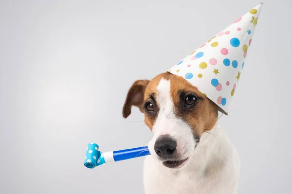 Divertido Jack Russell Terrier perro con una gorra de cumpleaños sosteniendo un silbato sobre un fondo blanco. — Foto de Stock