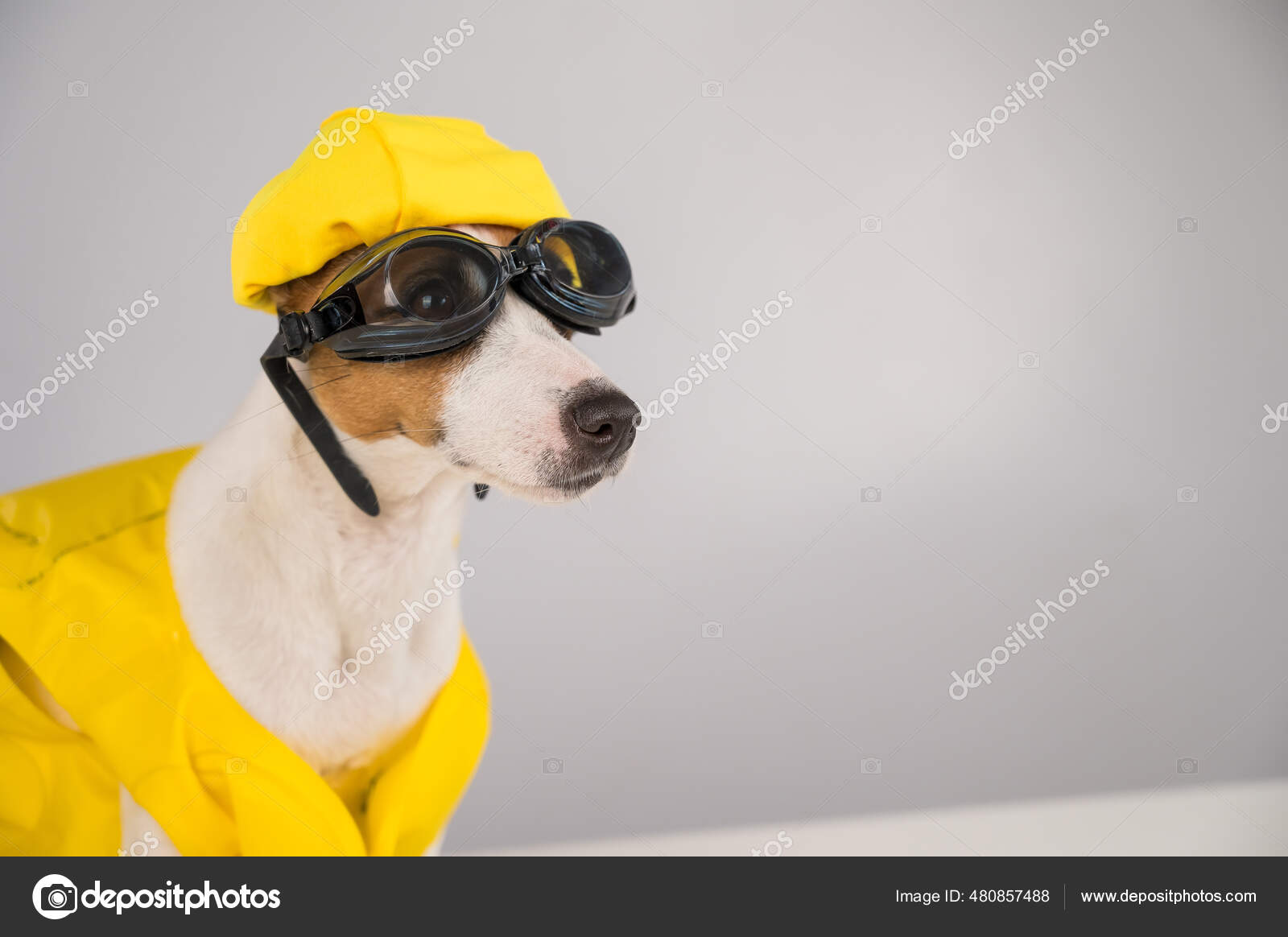 Jack russell sales life jacket