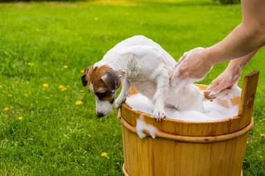 Kadın köpeği Jack Russell Terrier 'ı dışarıda tahta bir küvette yıkıyor. Ev sahibesi evcil hayvanın banyo yapmasına yardım eder..
