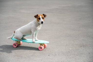 Jack Russell teriyer köpeği bir kuruş tahtasına biner.