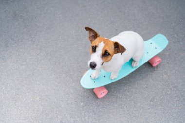 Köpek dışarıda bir peni tahtasına biniyor. Jack Russell Terrier 'in kaykaylı üst görüntüsü.