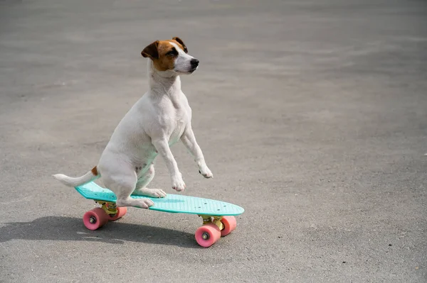 Pies jeździ po tarasie. Jack Russell Terrier wykonuje sztuczki na deskorolce — Zdjęcie stockowe