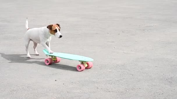 Jack russell terrier cane cavalca un penny board all'aperto — Video Stock