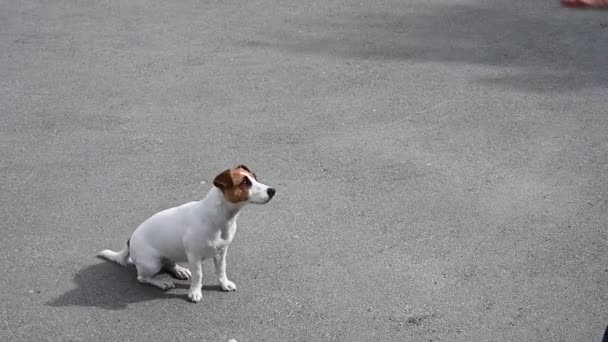 Собака Джек Рассел терьер ловит еду на лету на улице. — стоковое видео