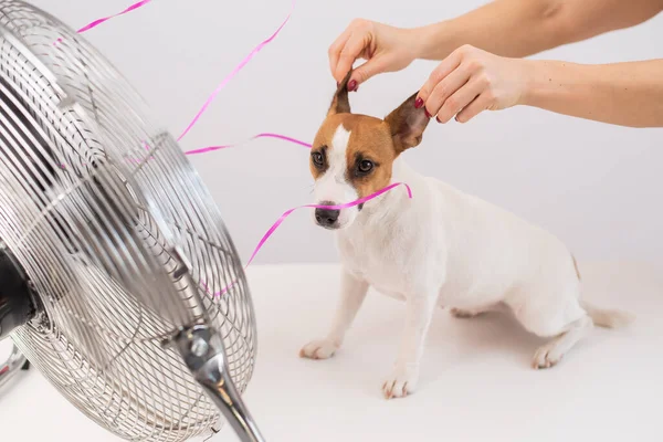 Jack Russell Terrier disfruta de la brisa refrescante de un ventilador eléctrico sobre un fondo blanco. Mujer sostiene orejas de perro para reír — Foto de Stock