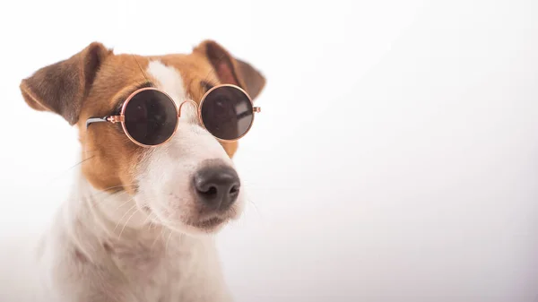 Jack russell terrier cão retrato em óculos de sol sobre fundo branco — Fotografia de Stock