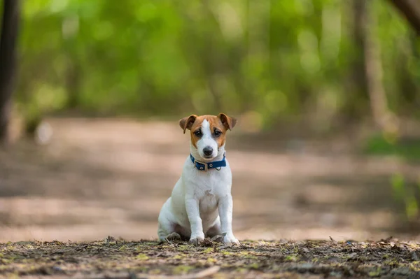 Perdido cão jack russell terrier na floresta — Fotografia de Stock