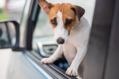 Jack Russell Terrier köpeği arabanın camından dışarı bakıyor. Bir evcil hayvanla seyahat etmek.