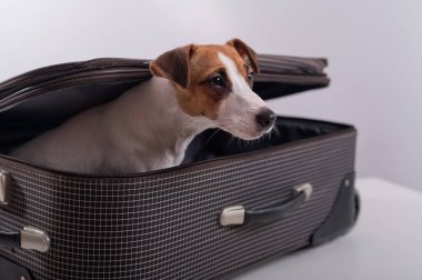 Köpek beyaz bir arka planda bir bavulun içinde saklanıyor. Jack Russell Terrier bavulundan dışarı bakıyor.