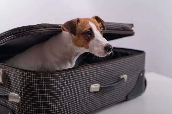 El perro se esconde en una maleta sobre un fondo blanco. Jack Russell Terrier mira fuera de su maleta — Foto de Stock