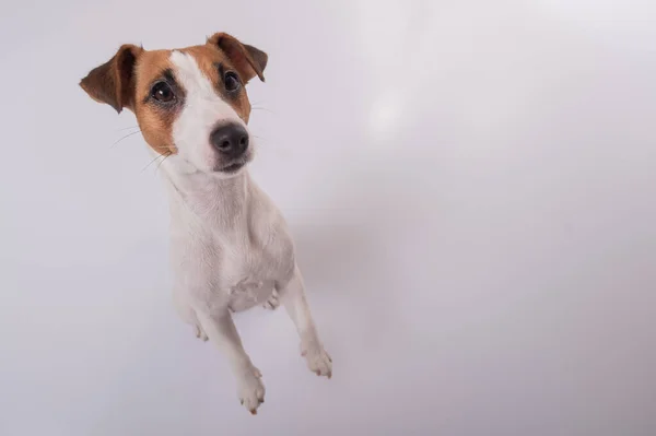 Πορτρέτο του αστείου σκύλου Jack Russell Terrier σε λευκό φόντο. Μάτι ψαριών. — Φωτογραφία Αρχείου