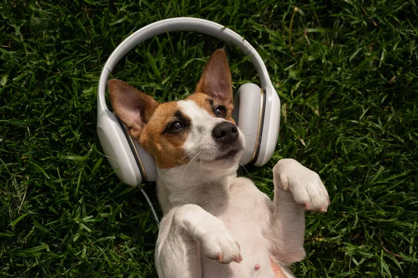 Dog jack russell terrier fica em um gramado verde e ouve música em fones de ouvido. — Fotografia de Stock