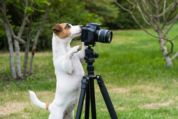 Dog jack russell terrier tira fotos na câmera em um tripé ao ar livre. — Fotografia de Stock