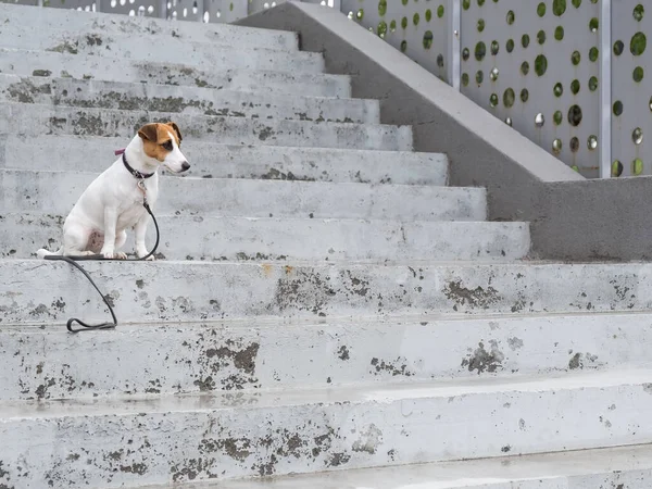 Smutný vyděšený ztracený pes jack Russell teriér sedí na schodech sám venku — Stock fotografie