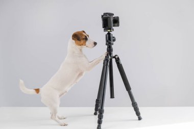 Gözlüklü köpek Jack Russell Terrier beyaz arka planda bir tripodun üzerinde fotoğraf çekiyor.