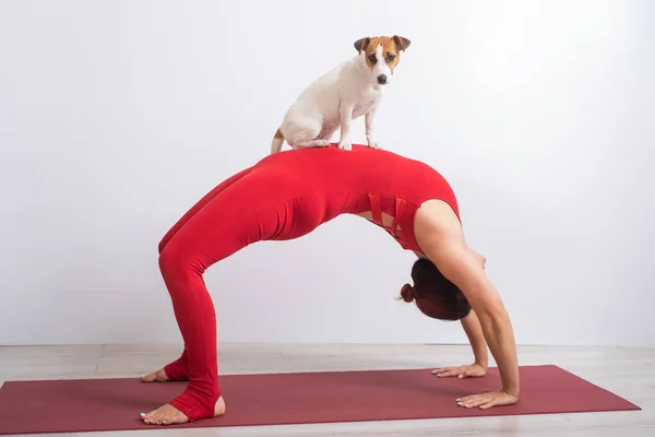 Kvinna på bryggan poserar med hund. Flicka gör yoga med sitt husdjur. — Stockfoto