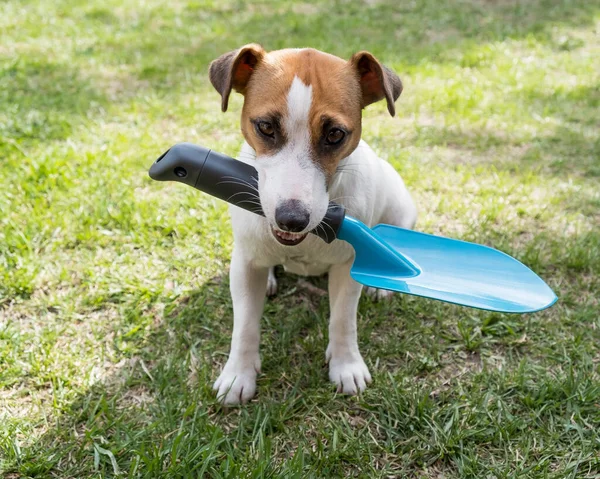 개는 삽으로 도구를 들고 있습니다. 잭 루셀 테리어는 정원사 도구를 가지고 있으며 농사를 짓고 있다 — 스톡 사진